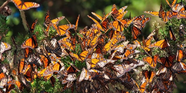 Monarch butterflies