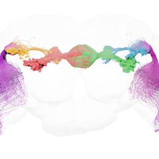 An electron-microscopy image of the fruit fly's anterior visual pathway — all neurons involved in processing visual information and conveying it to the navigation center in the fly brain. Compass neurons are in the circular area at the center