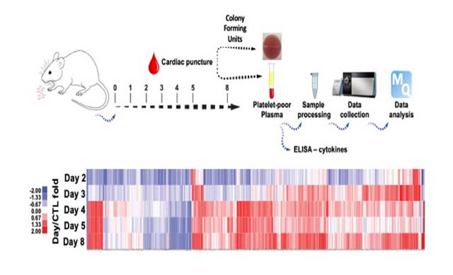 Bacterial infection results in catastrophic changes in blood proteins that can be used as a platform to develop rapid and easy-to-perform tests to predict sepsis for early intervention