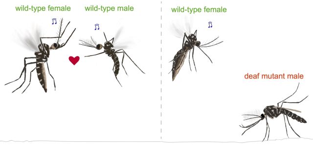 Photo Credit Dhananjay Thakur For male mosquitoes, it’s love at first sound, not first sight.