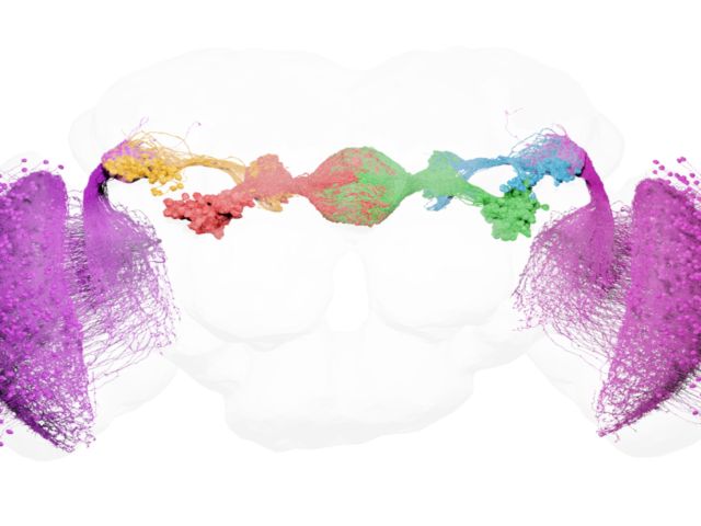 An electron-microscopy image of the fruit fly's anterior visual pathway — all neurons involved in processing visual information and conveying it to the navigation center in the fly brain. Compass neurons are in the circular area at the center